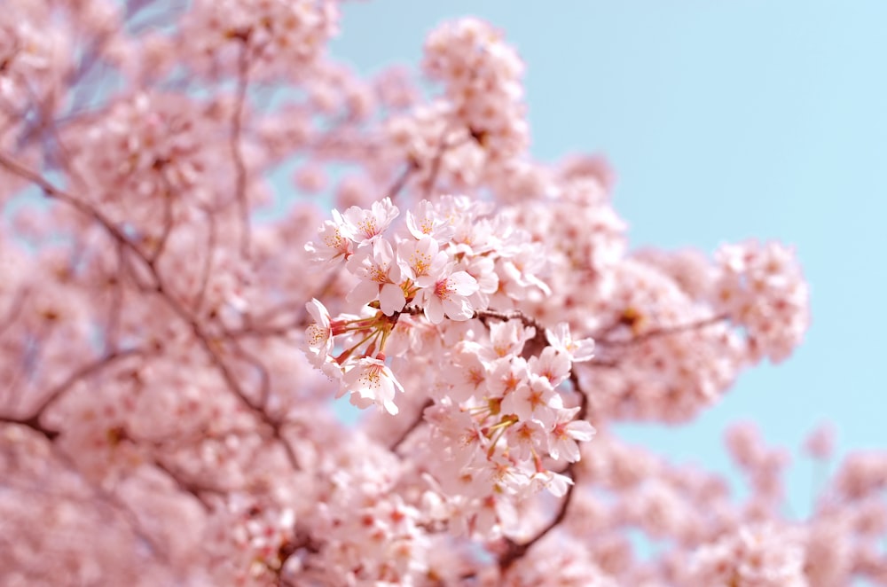 Cherry Blossom மலர்